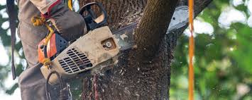 Best Weed Control  in Yosemite Lakes, CA