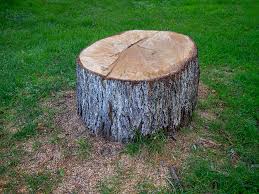 How Our Tree Care Process Works  in  Yosemite Lakes, CA