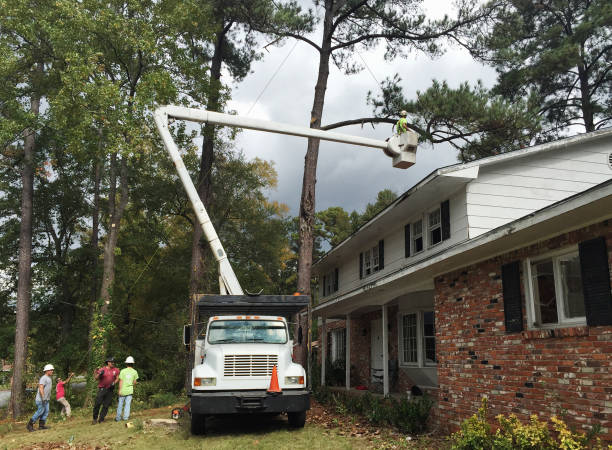 Trusted Yosemite Lakes, CA Tree Care Experts