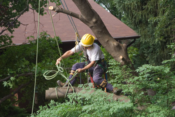 Best Palm Tree Trimming  in Yosemite Lakes, CA