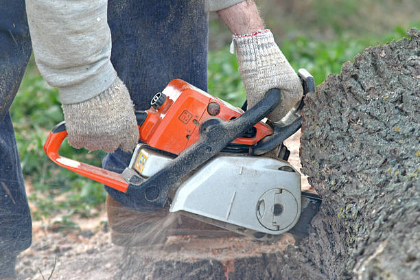 Lawn Maintenance Plans in Yosemite Lakes, CA