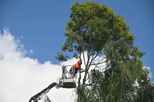 Best Tree Maintenance Programs  in Yosemite Lakes, CA